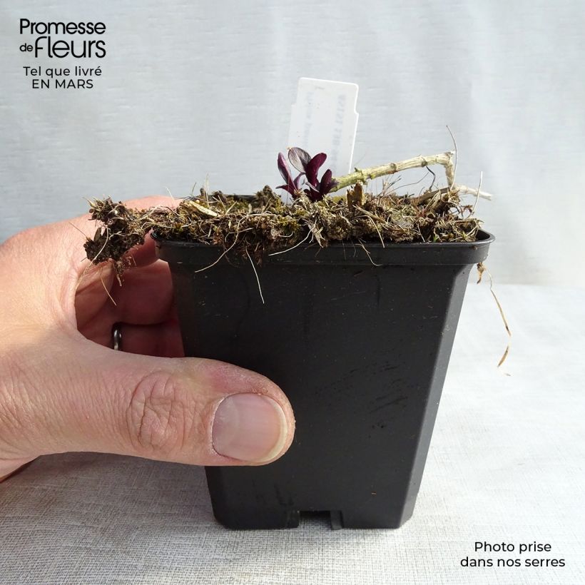 Example of Phlox paniculata Starfire Godet de 8/9 cm as you get in printemps