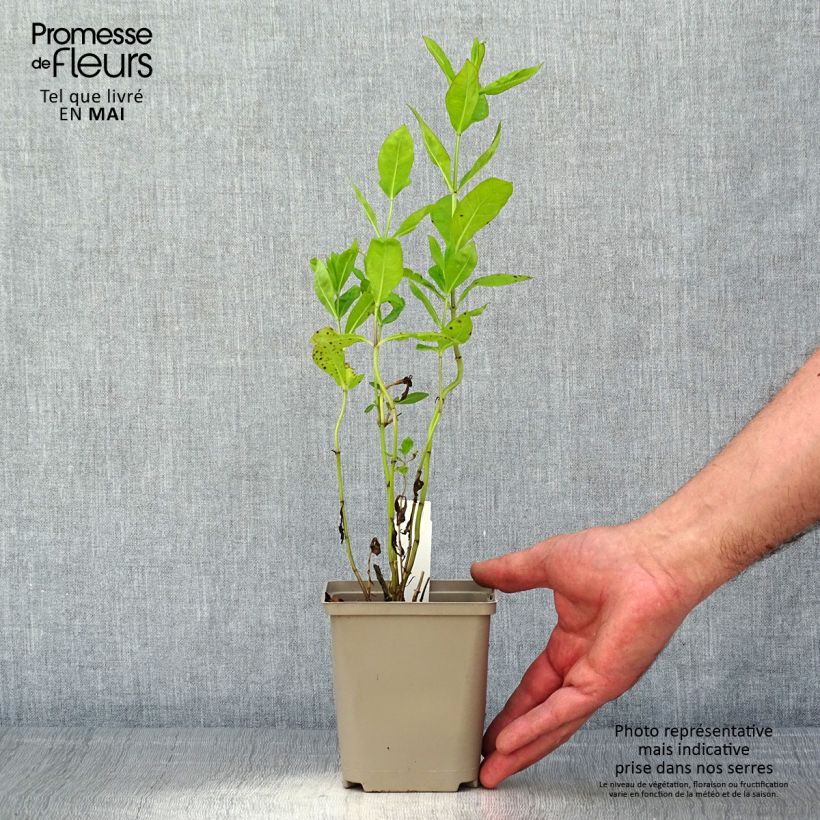 Example of Phlox paniculata Tequila Sunrise Godet de 8/9 cm as you get in printemps