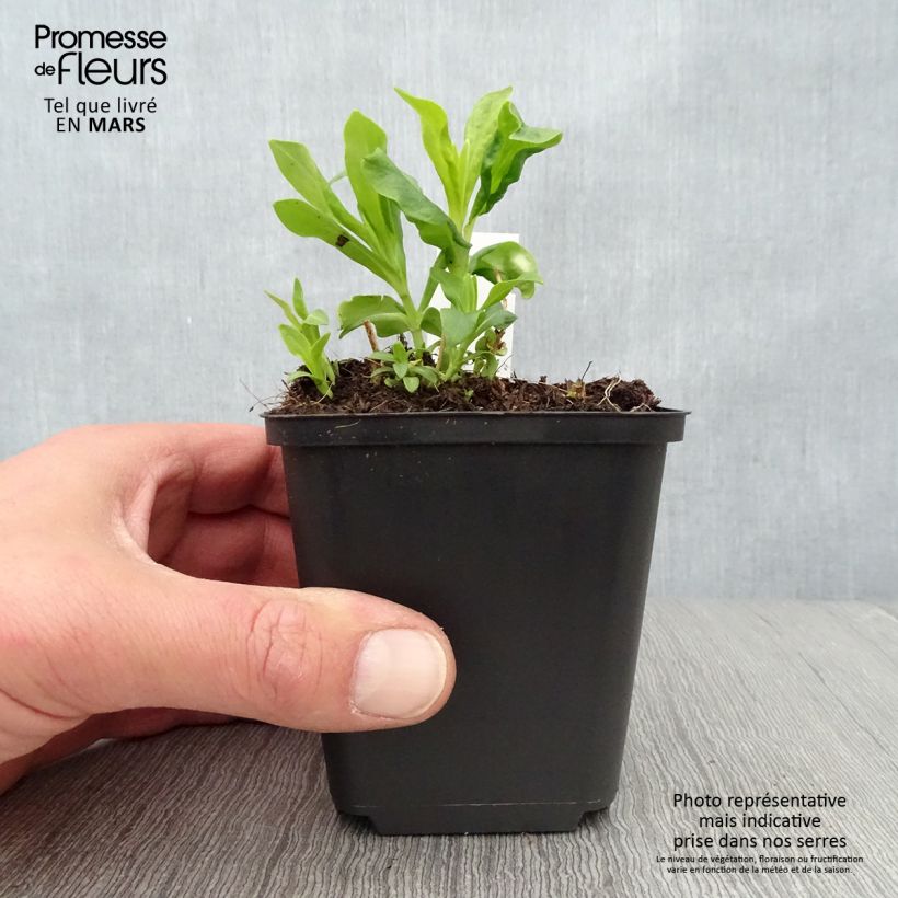 Example of Phlox paniculata Tiara Godet de 8/9 cm as you get in printemps