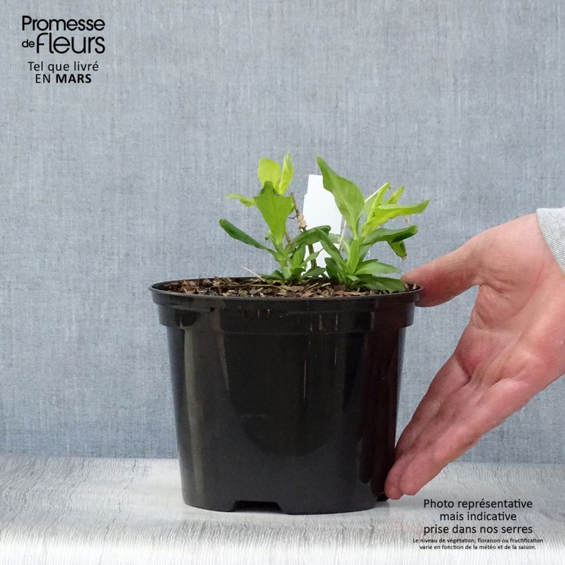 Example of Phlox paniculata Tiara Pot de 2L/3L as you get in printemps