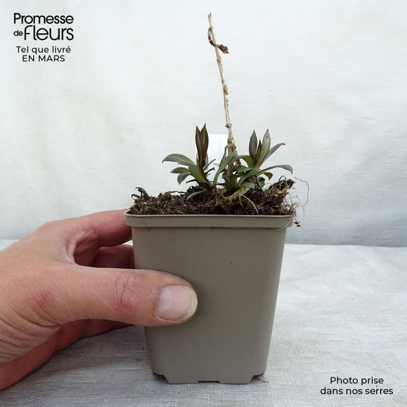 Example of Phlox paniculata Uspech Godet de 8/9 cm as you get in printemps