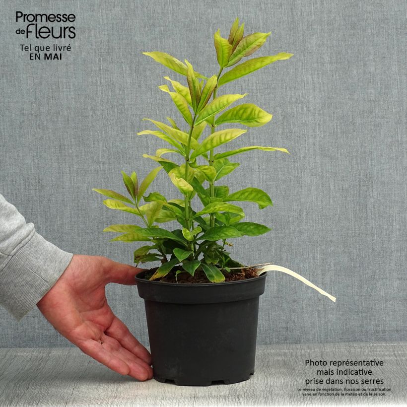 Example of Phlox paniculata Uspech Pot de 2L/3L as you get in printemps