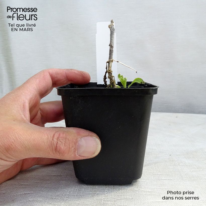 Example of Phlox paniculata White Eye Flame Godet de 8/9 cm as you get in printemps