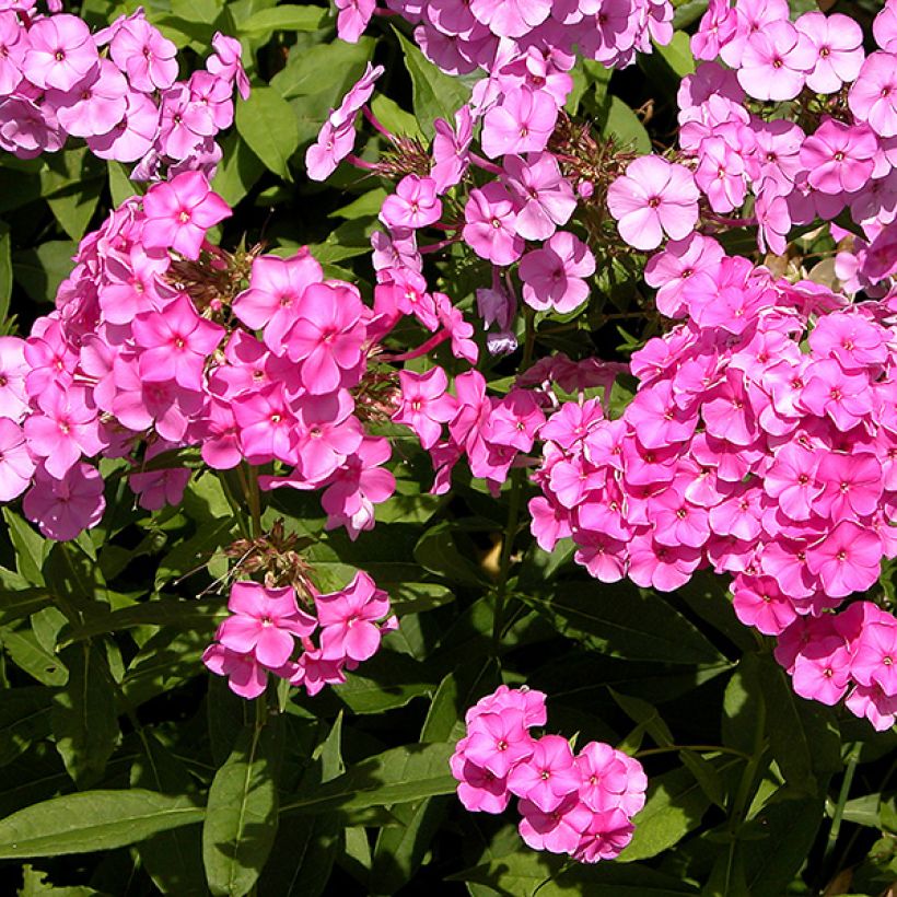 Phlox paniculata Windsor - Phlox paniculé rose vif (Flowering)