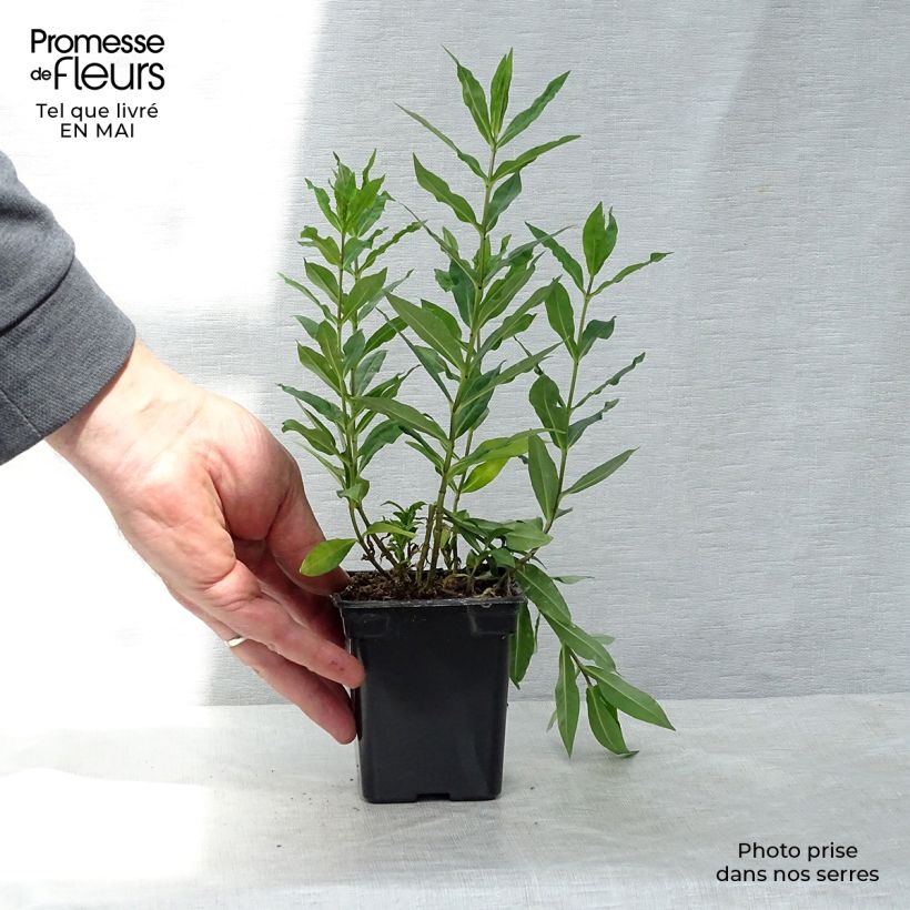 Example of Phlox paniculata Windsor - Phlox paniculé rose vif Godet de 7/8 cm as you get in printemps