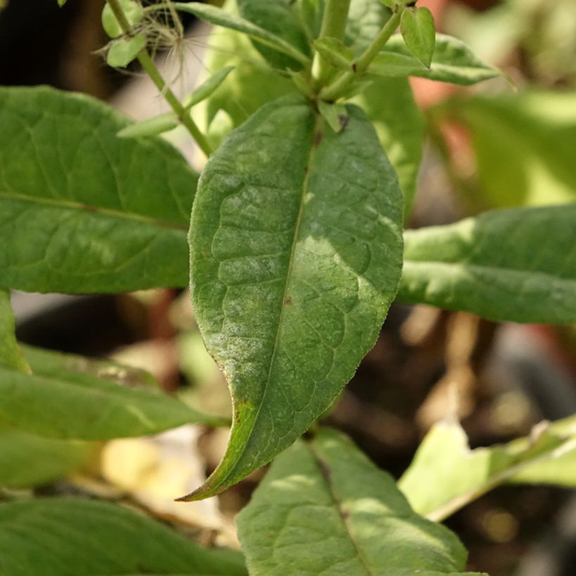 Phlox paniculata Younique Bicolor (Feuillage)
