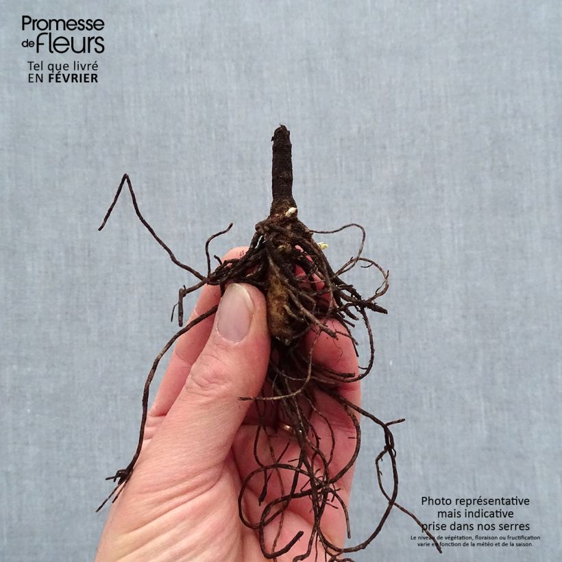 Example of Phlox paniculata Younique Old Blue Racines nues, Qualité premium as you get in hiver