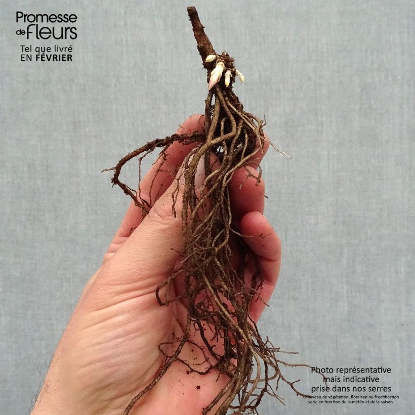 Spécimen de Phlox paniculata Younique Old Pink Racines nues, Qualité premium tel que livré en hiver