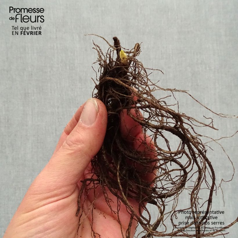 Example of Phlox paniculata Younique Old Purple Racines nues, Qualité premium as you get in hiver