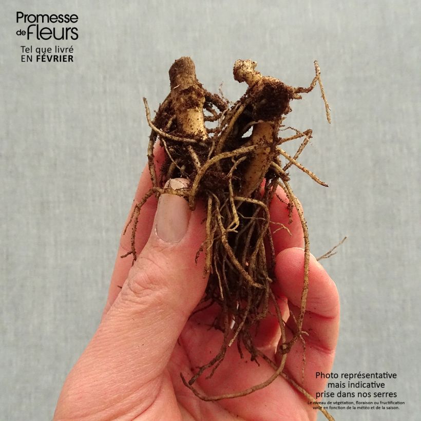 Spécimen de Phlox paniculata Younique Orange Racines nues, Qualité premium tel que livré en hiver