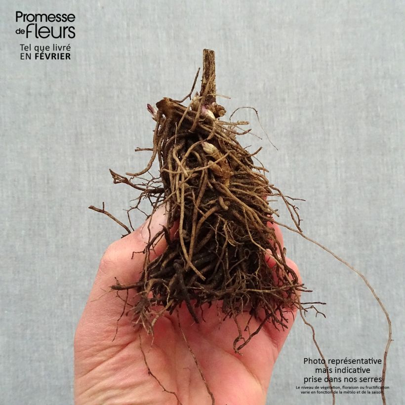 Example of Phlox paniculata Younique Red Racines nues, Qualité premium as you get in hiver