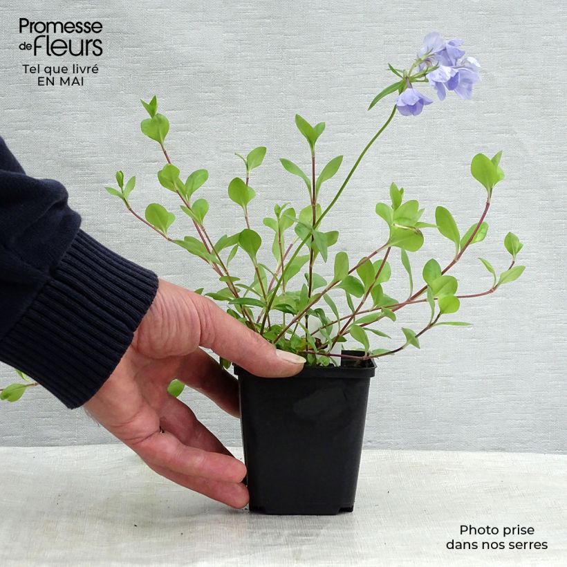 Example of Phlox stolonifera Blue Ridge Godet de 8/9 cm as you get in printemps