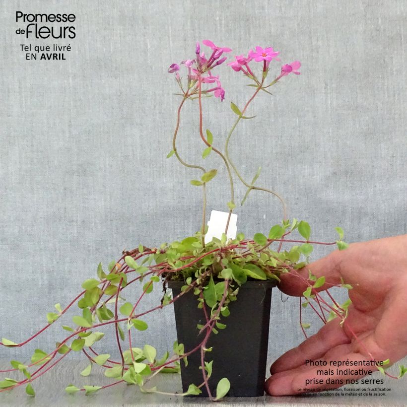 Example of Phlox stolonifera Home Fires - Phlox rampant Godet de 8/9 cm as you get in printemps
