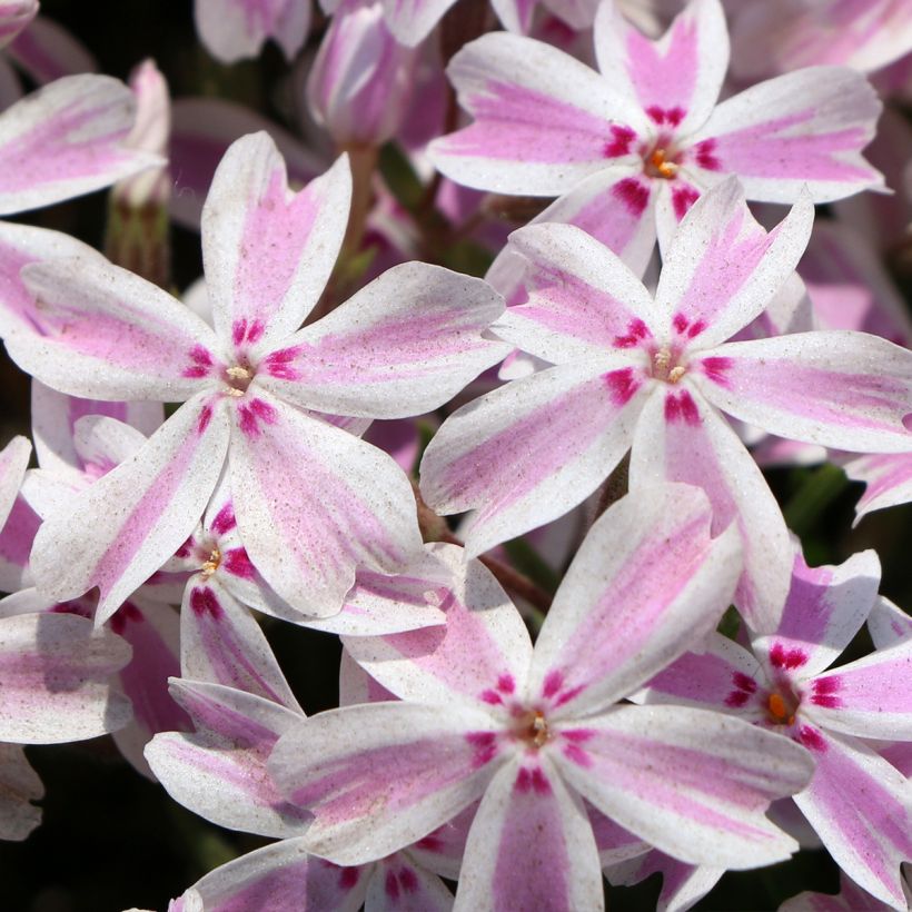 Phlox subulata Drumm (Floraison)