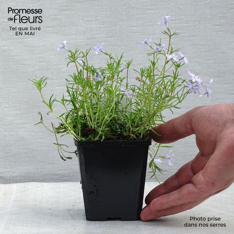 Example of Phlox subulata Emerald Cushion Blue - Phlox mousse bleu clair Godet de 8/9 cm as you get in printemps