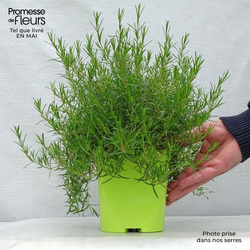 Example of Phlox subulata Emerald Cushion Blue - Phlox mousse bleu clair Pot de 2L/3L as you get in printemps