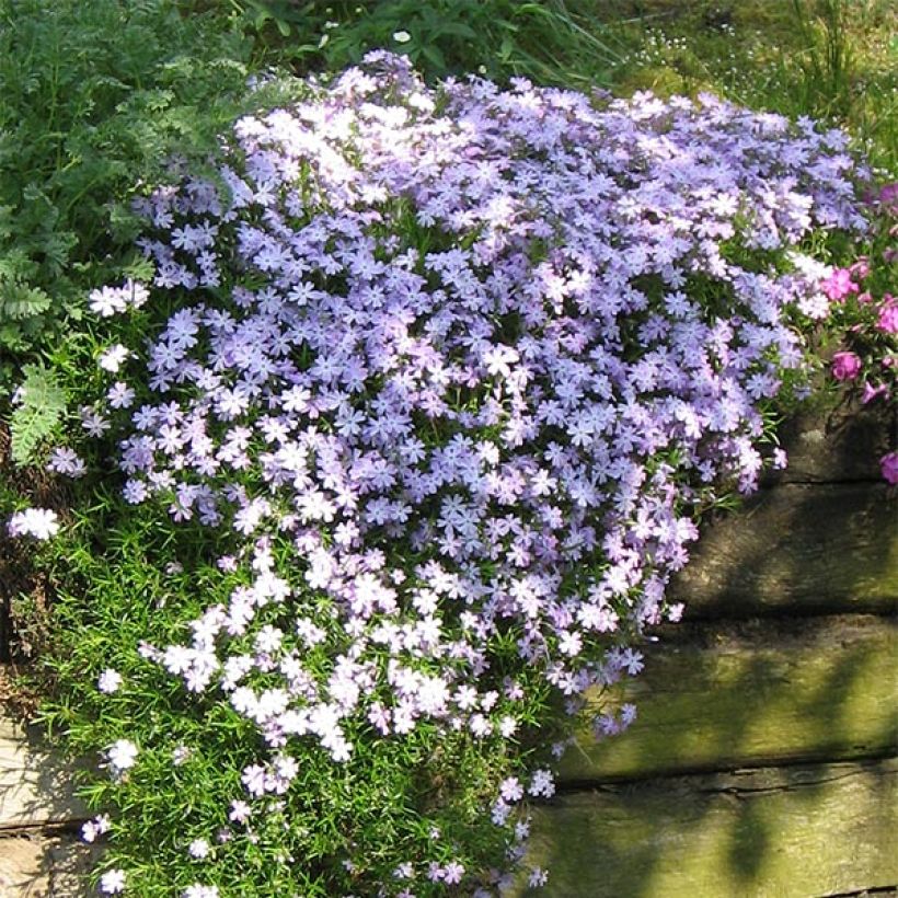 Phlox subulata Emerald Cushion Blue - Phlox mousse bleu clair (Plant habit)