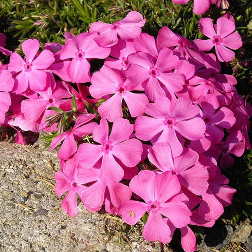 Phlox subulata McDaniel's Cushion - Phlox mousse (Flowering)