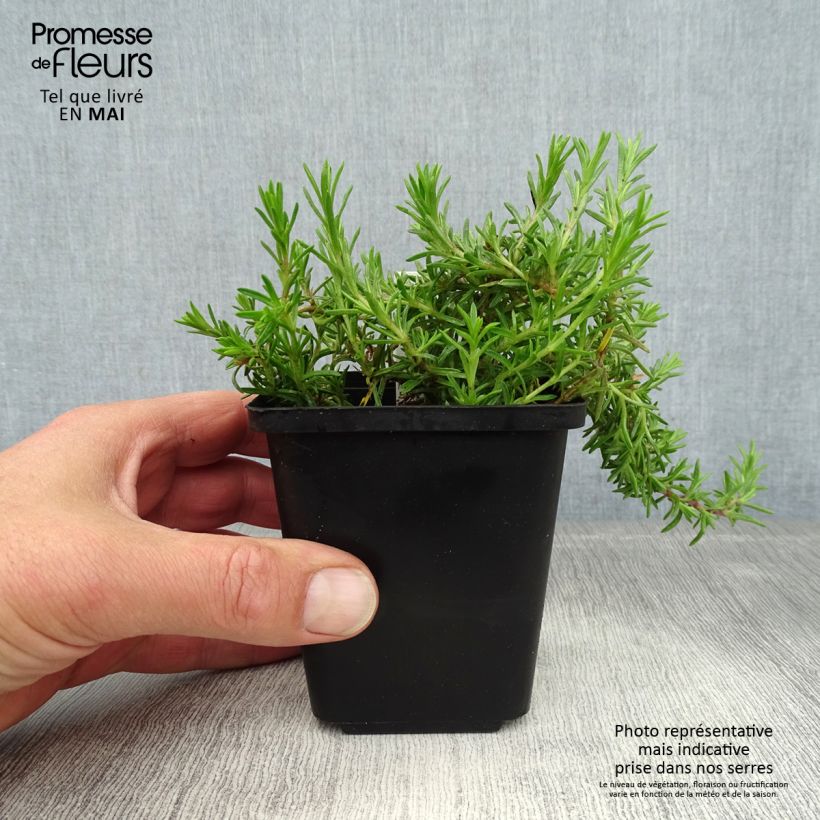 Example of Phlox subulata McDaniel's Cushion - Phlox mousse Godet de 8/9 cm as you get in printemps