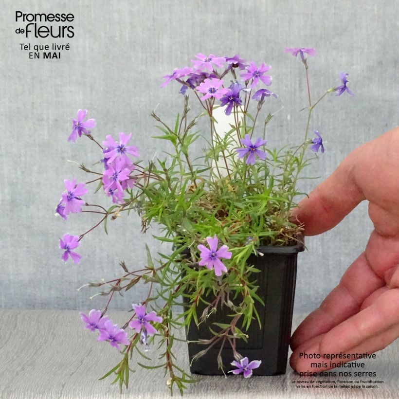 Example of Phlox subulata Purple Beauty Godet de 8/9 cm as you get in printemps