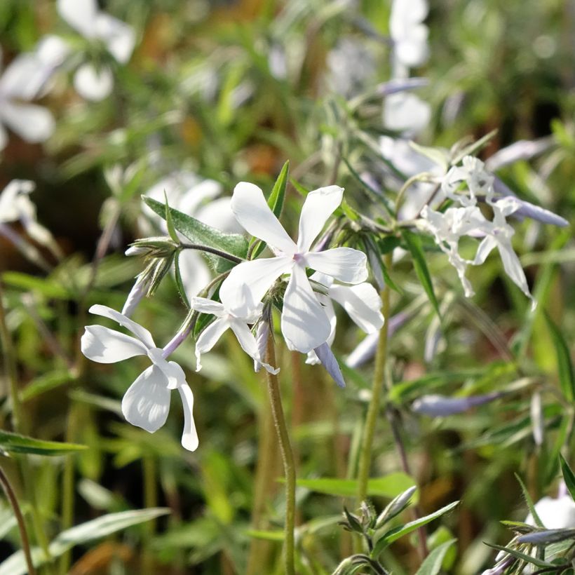Phlox divaricata May Breeze (Floraison)
