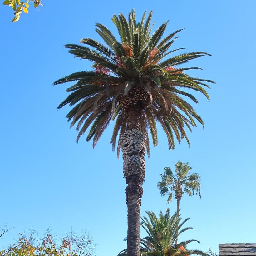 Phoenix andamanensis - Palmier des îles Andaman (Plant habit)