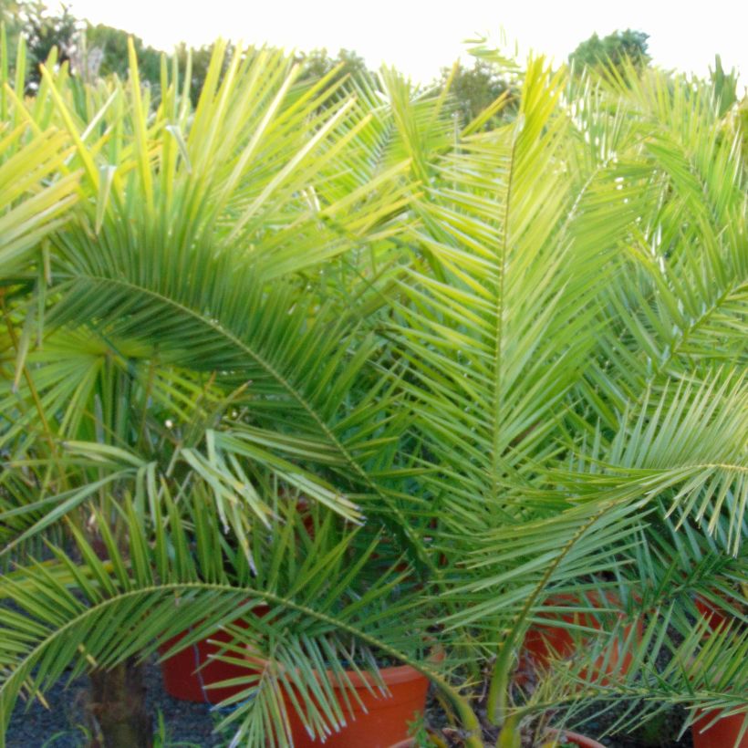 Phoenix canariensis - Palmier dattier des Canaries (Foliage)