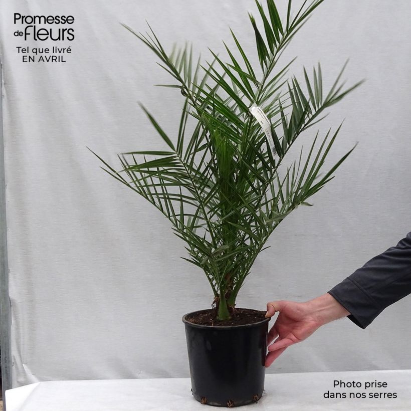 Example of Phoenix canariensis - Palmier dattier des Canaries Pot de 6L/7L as you get in printemps