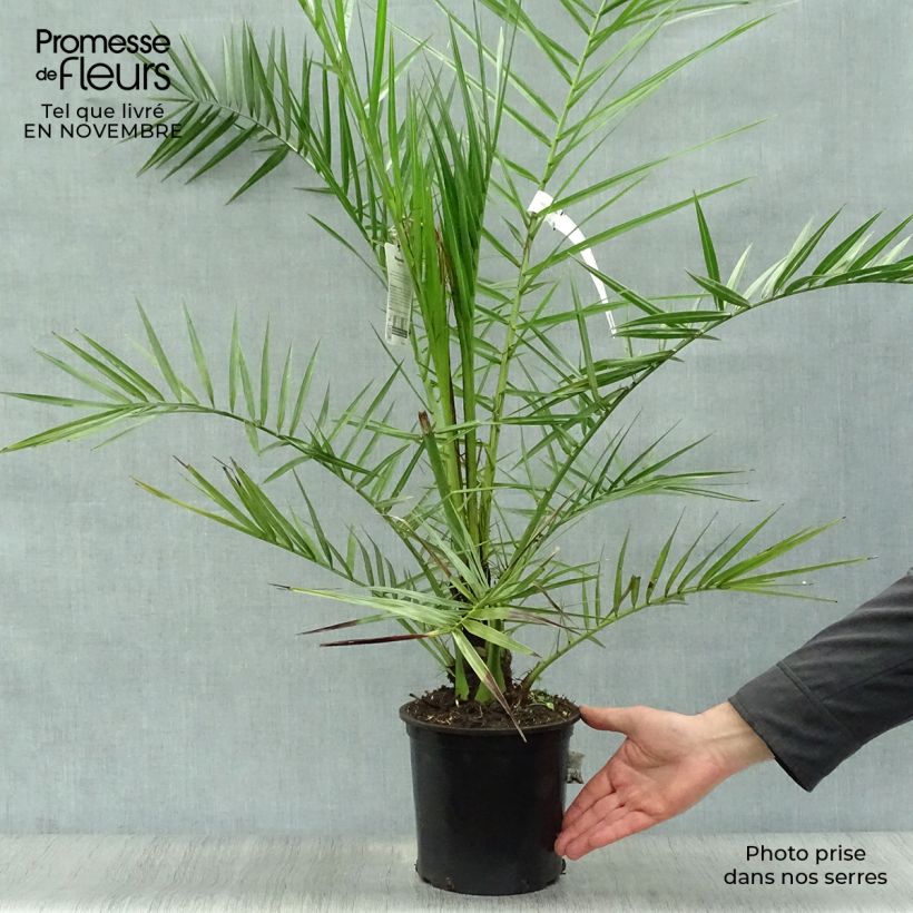 Spécimen de Phoenix canariensis - Palmier dattier des Canaries Pot de 3L/4L tel que livré en automne