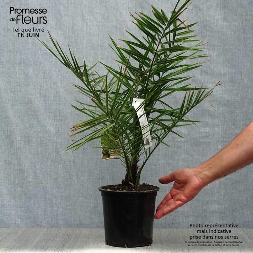 Spécimen de Phoenix canariensis - Palmier dattier des Canaries Pot de 3L/4L tel que livré en été