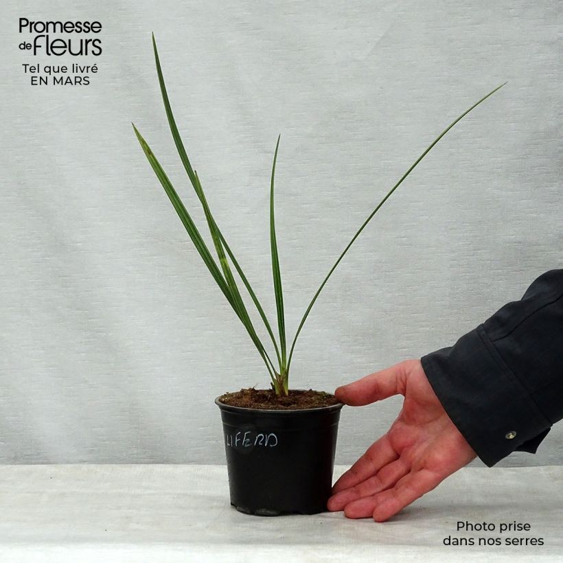 Example of Phoenix dactylifera - Palmier-dattier Pot de 12 cm / 13 cm as you get in printemps