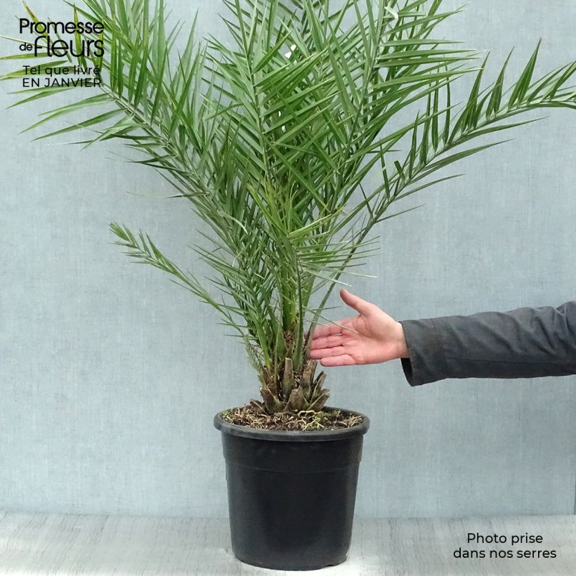Example of Phoenix dactylifera - Palmier-dattier Pot de 7,5L/10L as you get in hiver