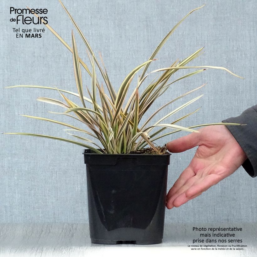 Example of Phormium Alison Blackman - Lin de Nouvelle-Zélande Pot de 3L/4L as you get in printemps