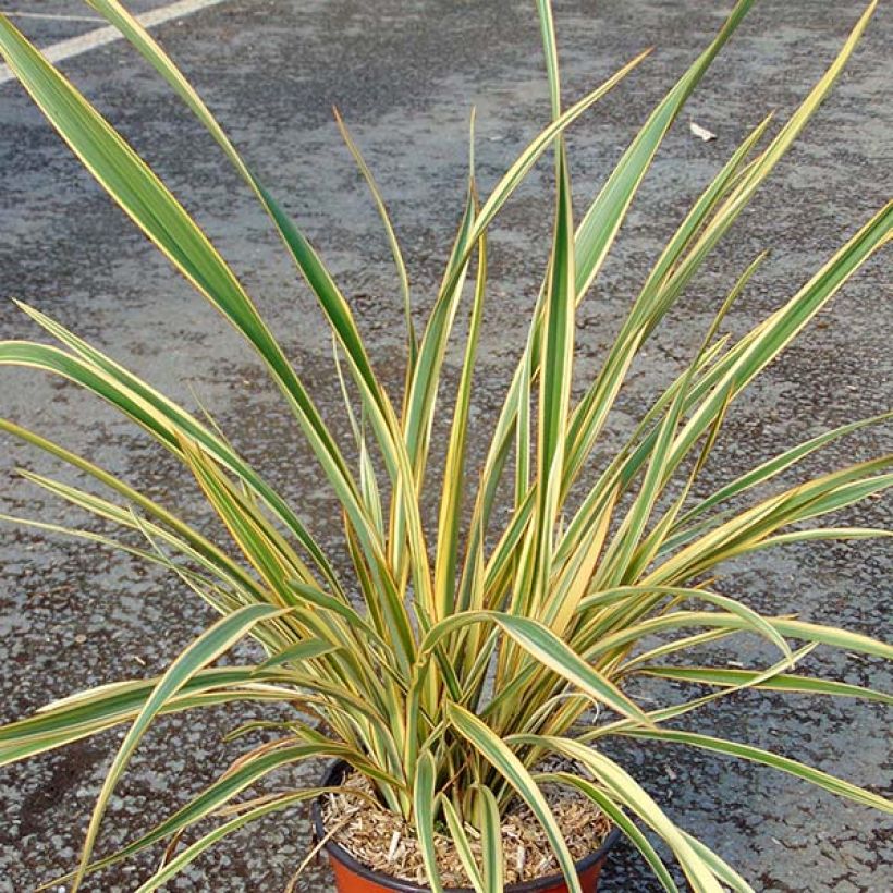 Phormium Cream Delight - Lin des montagnes. (Plant habit)