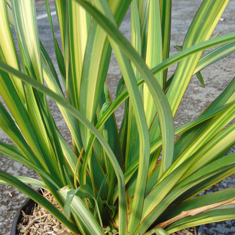 Phormium Golden Ray - Lin de Nouvelle-Zélande (Foliage)