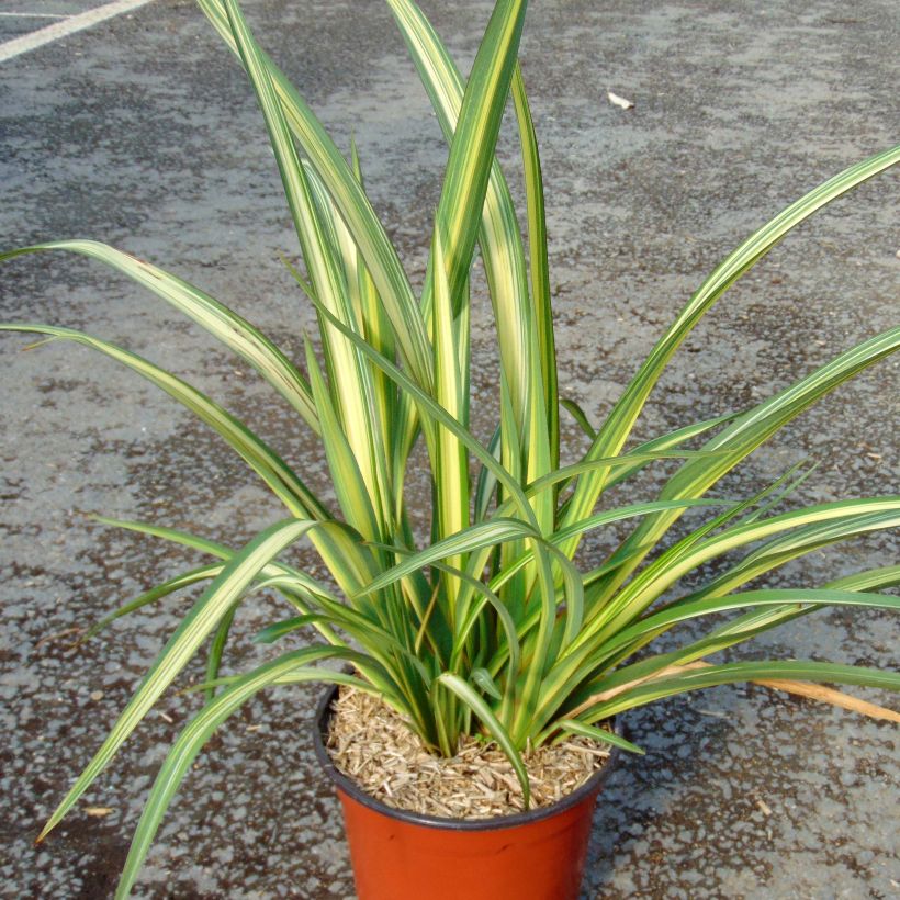 Phormium Golden Ray - Lin de Nouvelle-Zélande (Plant habit)