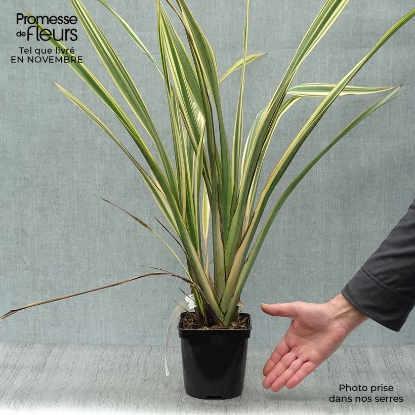 Spécimen de Phormium Golden Ray - Lin de Nouvelle-Zélande Pot de 2L/3L tel que livré en automne