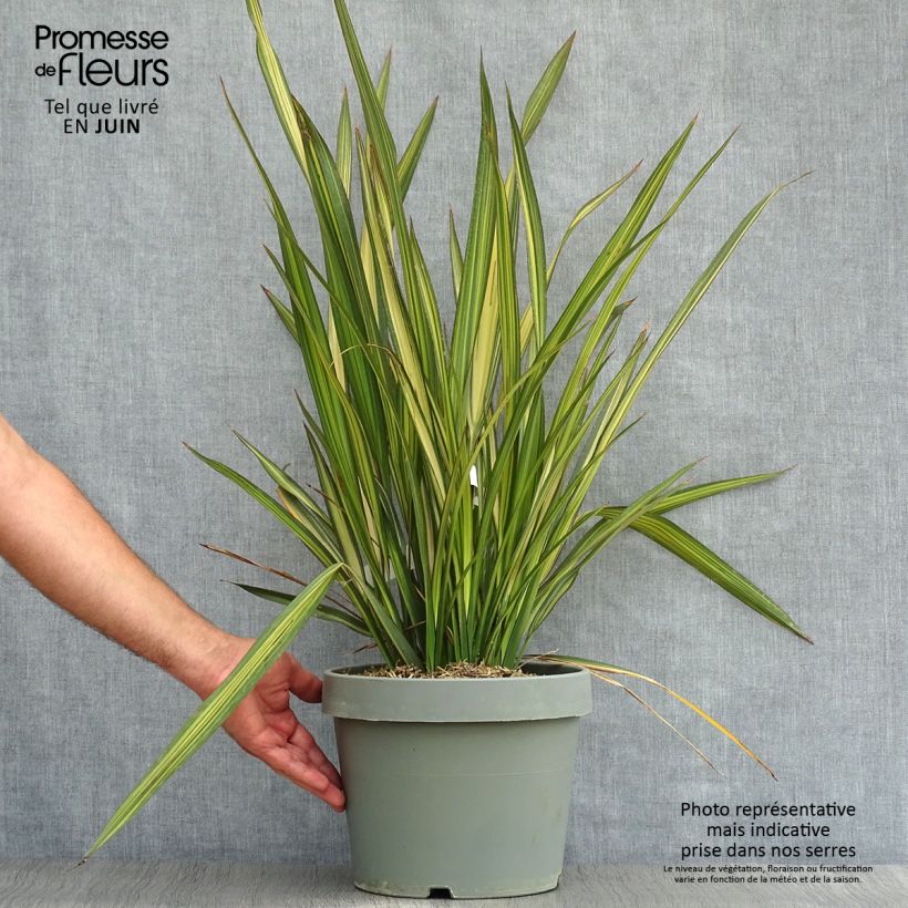 Spécimen de Phormium Golden Ray - Lin de Nouvelle-Zélande Pot de 7,5L/10L tel que livré en été