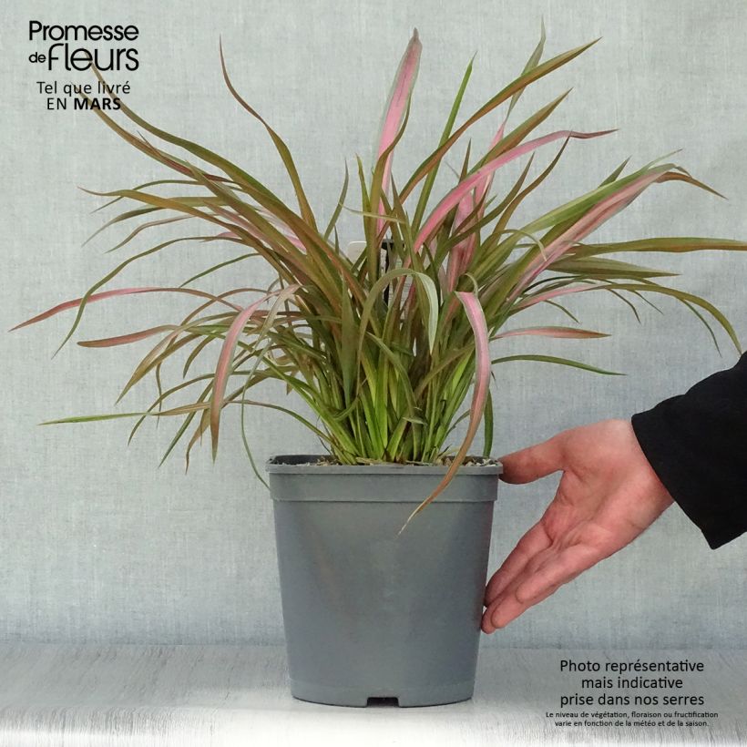 Example of Phormium Jester - Lin de Nouvelle-Zélande Pot de 3L/4L as you get in printemps