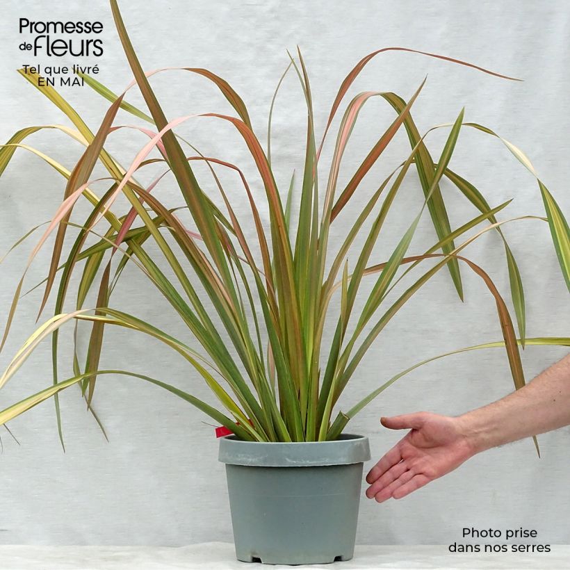 Example of Phormium Jester - Lin de Nouvelle-Zélande Pot de 7,5L/10L as you get in printemps