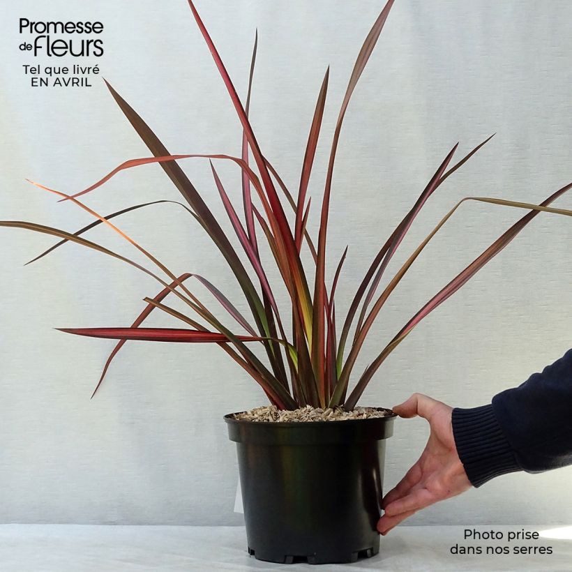 Example of Phormium Margaret Jones - Lin de Nouvelle-Zélande Pot de 4L/5L as you get in printemps