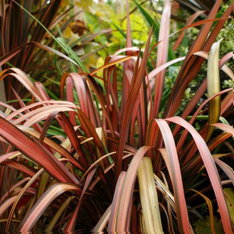 Phormium Pink Panther - Lin de Nouvelle-Zélande  (Foliage)