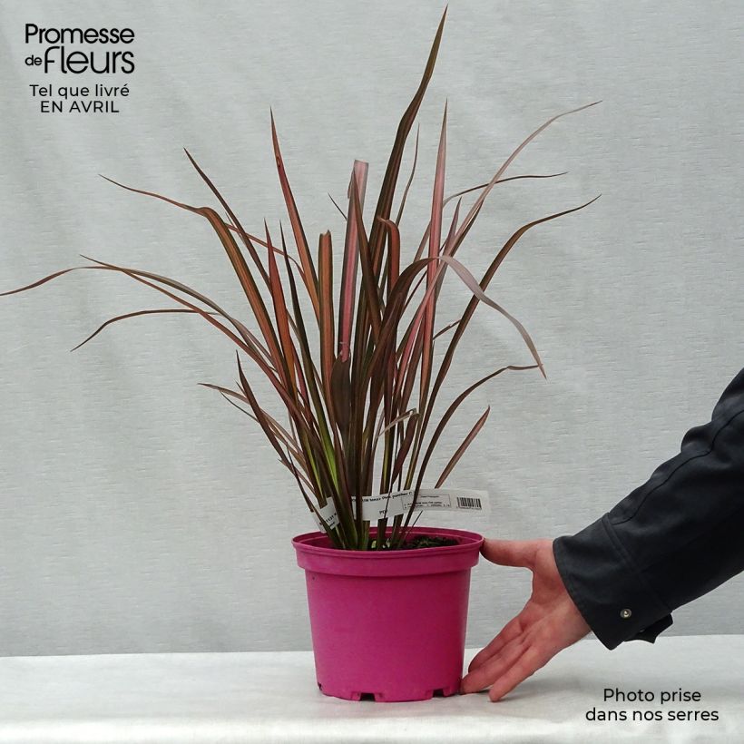 Example of Phormium Pink Panther - Lin de Nouvelle-Zélande  Pot de 2L/3L as you get in printemps