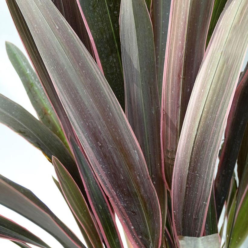 Phormium  Pink Stripe - Lin de Nouvelle-Zélande  (Foliage)