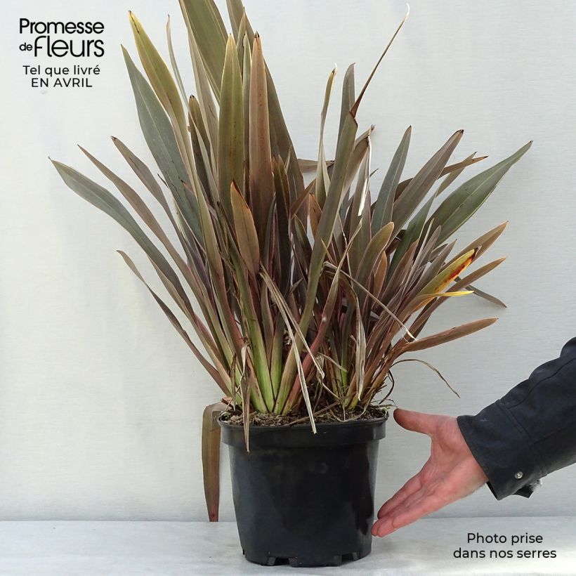 Example of Phormium  Pink Stripe - Lin de Nouvelle-Zélande  Pot de 3L/4L as you get in printemps