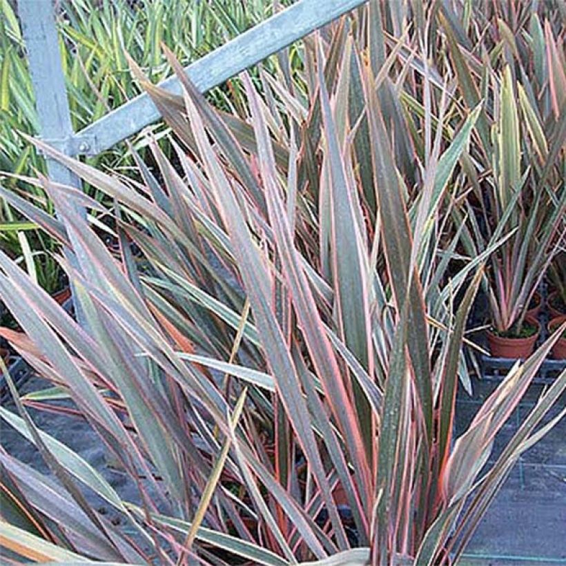 Phormium Rainbow Queen - Lin de Nouvelle-Zélande (Foliage)