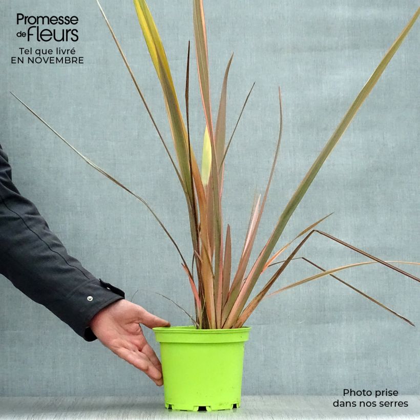Spécimen de Phormium Rainbow Queen - Lin de Nouvelle-Zélande Pot de 2L/3L tel que livré en automne