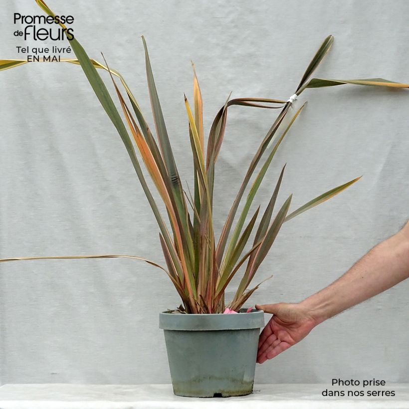 Example of Phormium Rainbow Queen - Lin de Nouvelle-Zélande Pot de 7,5L/10L as you get in printemps