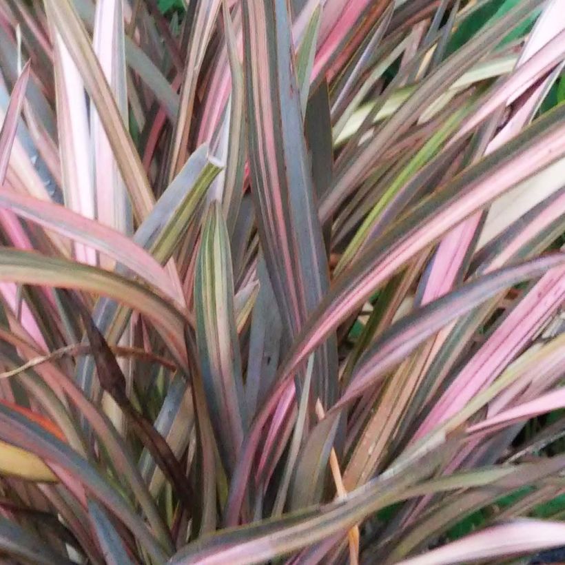 Phormium Rainbow Sunrise - Lin de Nouvelle-Zélande (Foliage)