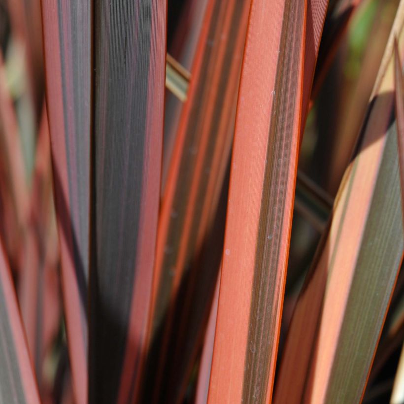 Phormium Sundowner - Lin de Nouvelle-Zélande (Foliage)
